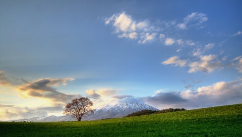 Дерево, небо, облака, луг