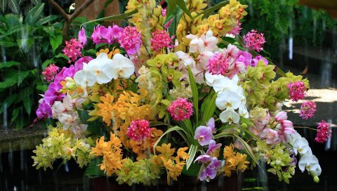 Орхидеи, цветы, цветок, вода, экзотические