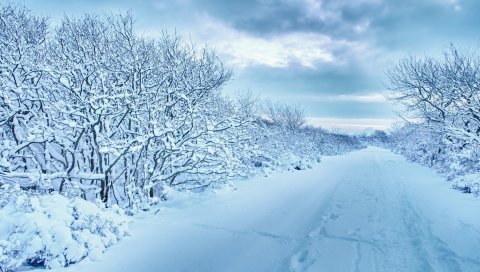 Снег, деревья, дорога, следы, зима, пасмурно