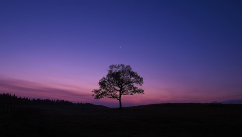 Дерево, ночь, луна, небо, одиночество