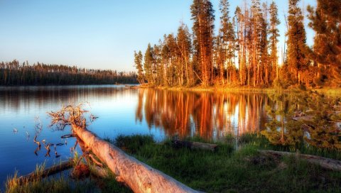 Озеро, вечер, деревья, лог, вода, свет