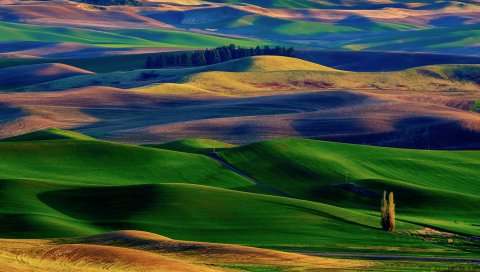 Поле, трава, холмы, дерево, переходы