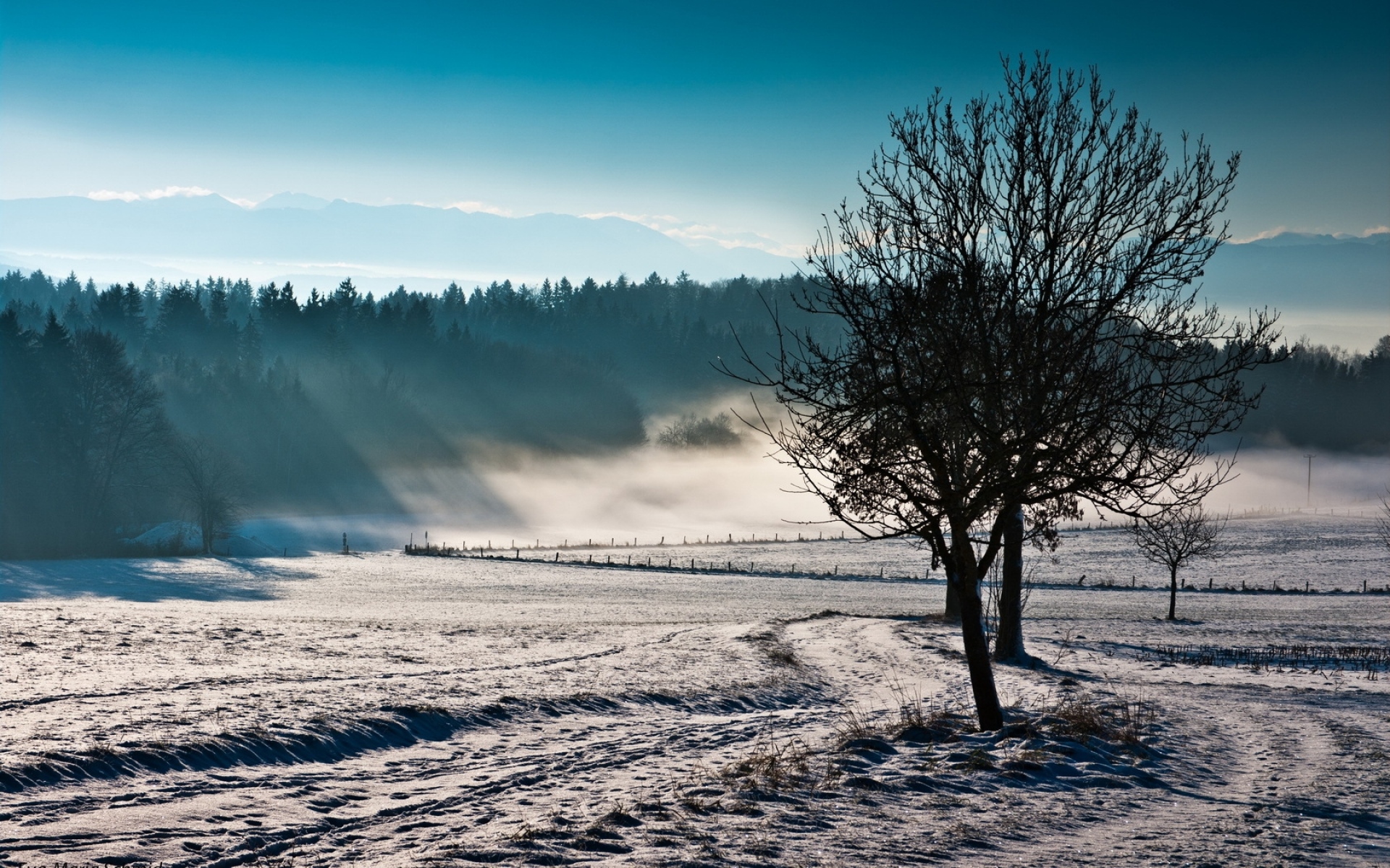 Картинки Деревья, туман, зима, холод, свежесть, поле фото и обои на рабочий стол