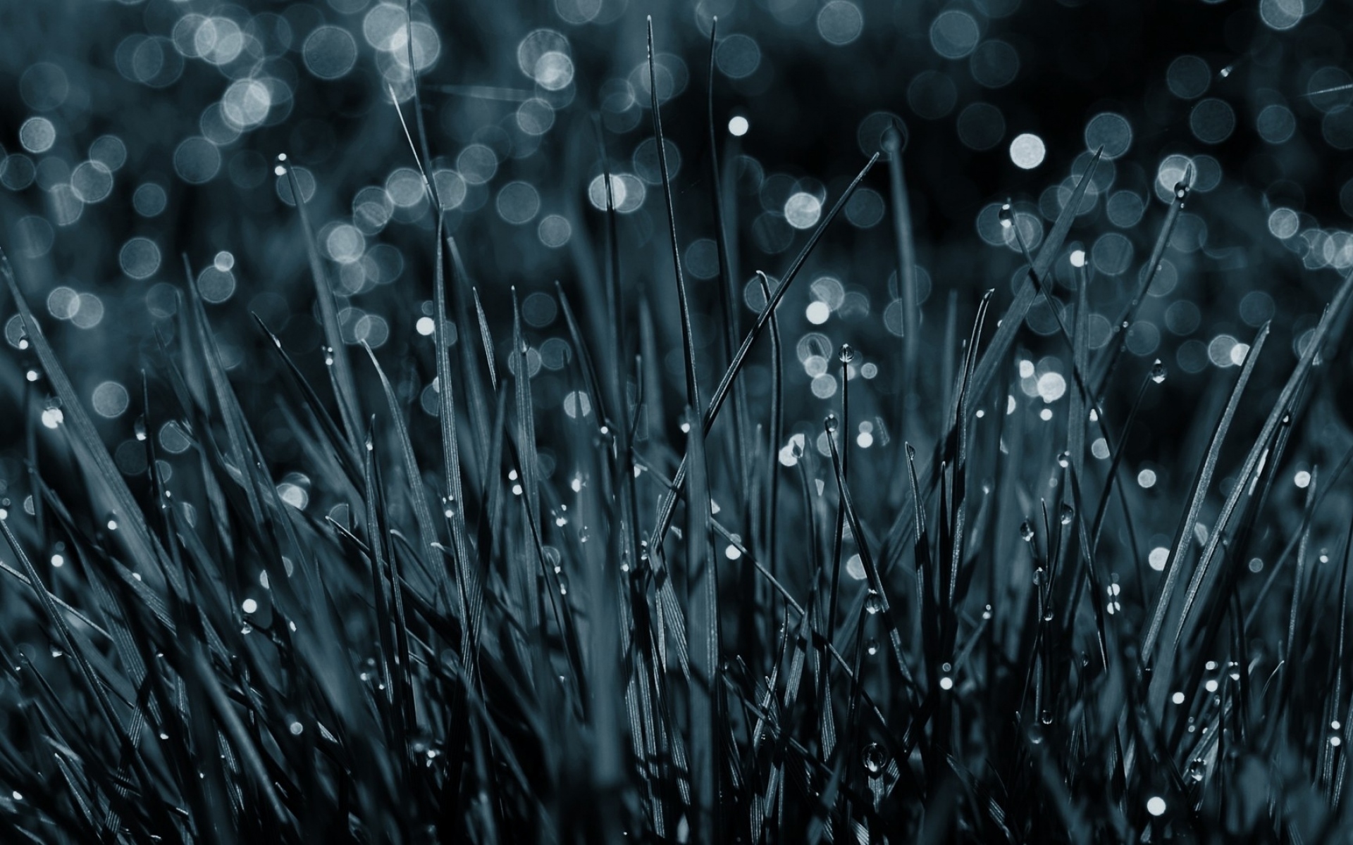 Картинки Трава, капли, роса, макро, черно-белые фото и обои на рабочий стол