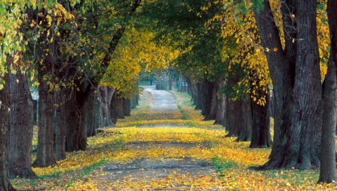 Дорога, проспект, деревья, осень, кентукки