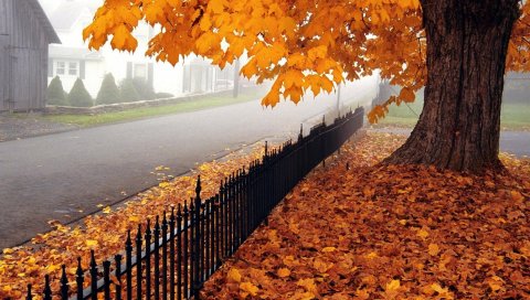 Осень, дерево, листья, забор, фехтование, западная виргиния