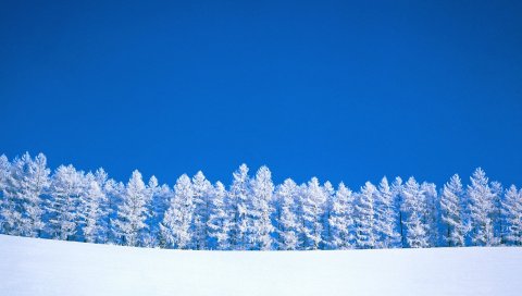 Зима, синий, белый, небо, чистый, деревья