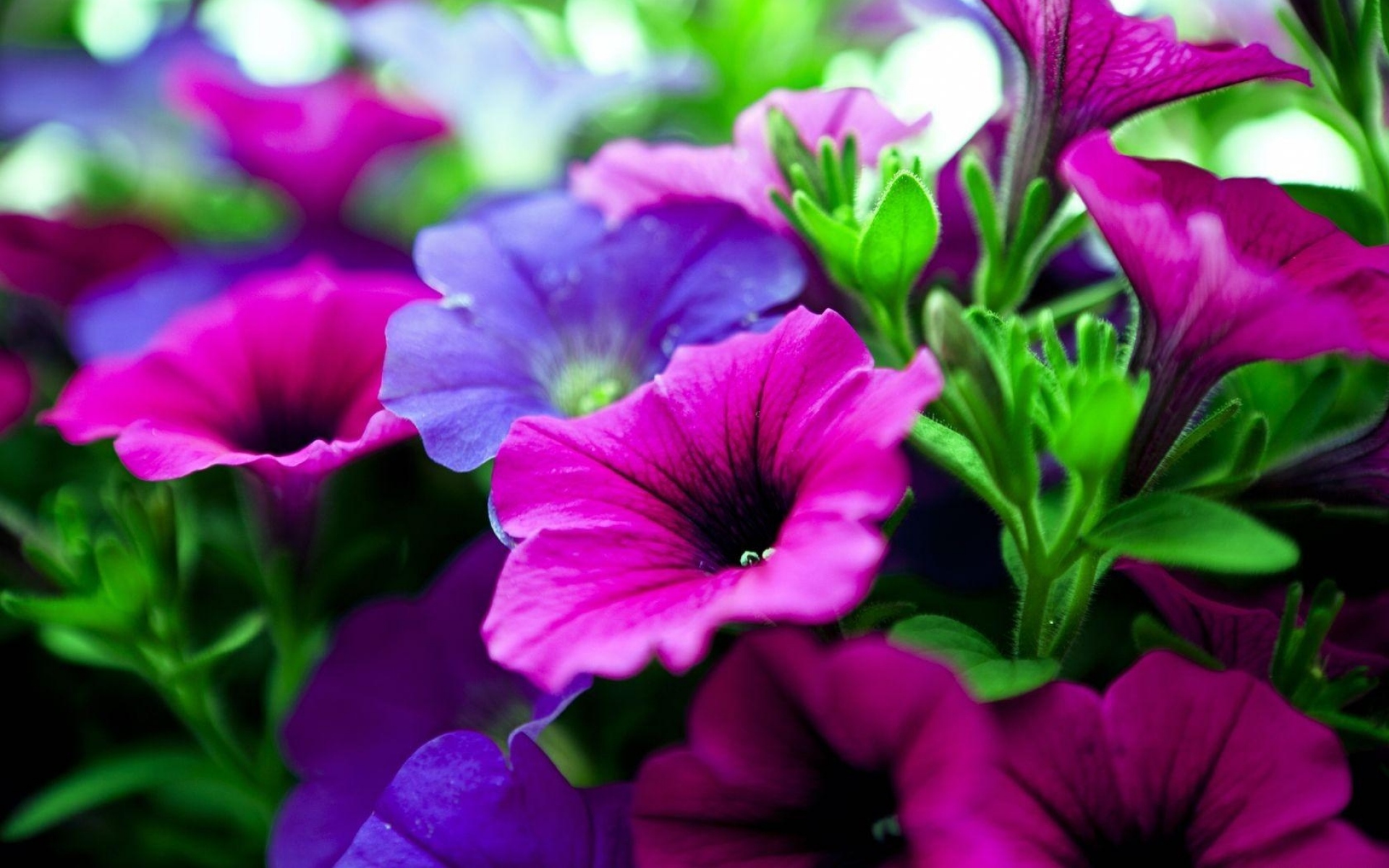 Картинки Kalihobriya, цветы, яркий, розовый, фиолетовый, крупный план фото и обои на рабочий стол