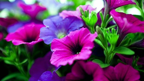 Kalihobriya, цветы, яркий, розовый, фиолетовый, крупный план