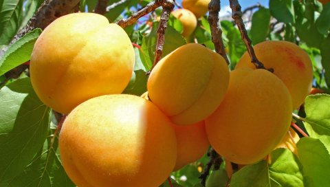 Абрикосы, ветка, культура, спелые, фруктовые