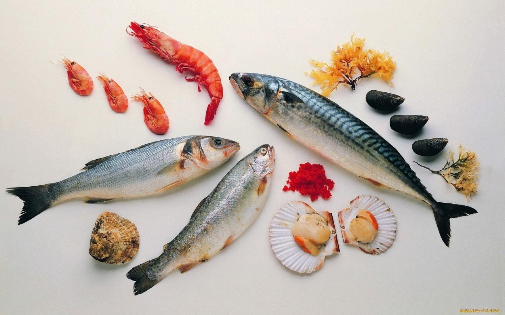 Картинки Морепродукты, рыба, креветки, устрицы фото и обои на рабочий стол