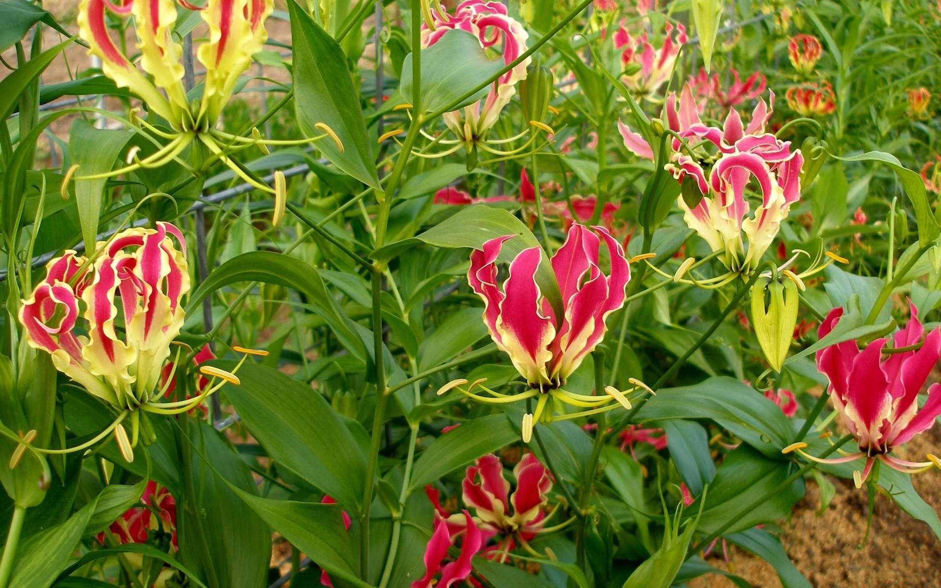 Картинки Gloriosa, цветы, сад, зеленый фото и обои на рабочий стол