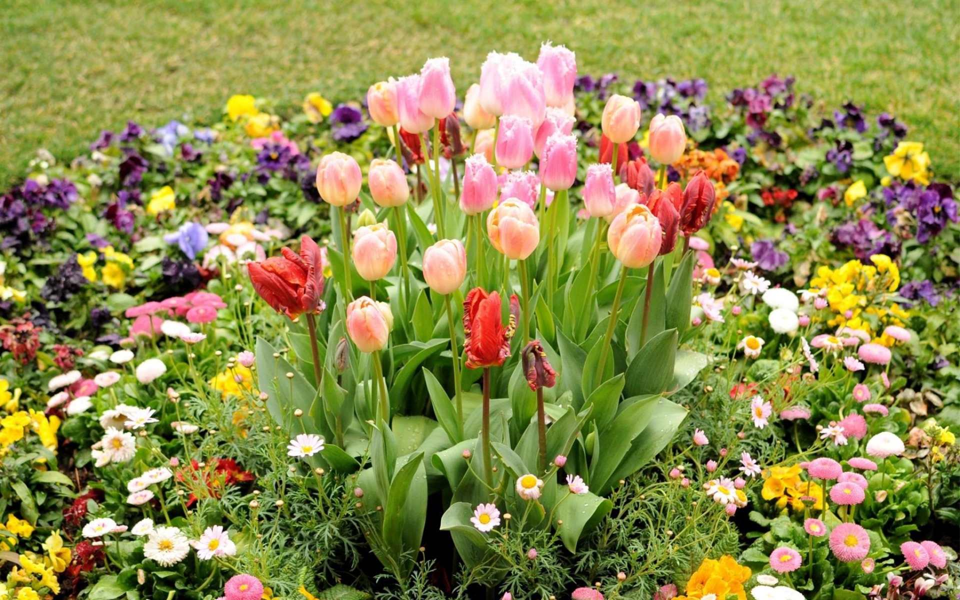 Будут ли цвести тюльпаны весной. Альпийская горка тюльпан Нарцисс Крокус. Клумба тюльпаны, хионодокса, Вудсток. Клумба рабатка тюльпан Лилия. Тюльпаны с многолетниками.