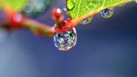 Капля, растение, свет, лист