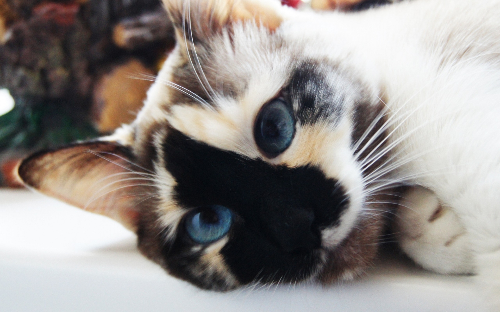 Картинки Кошка, лицо, пятнистый, голубоглазый фото и обои на рабочий стол