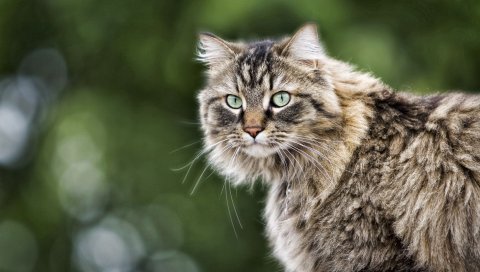 Кошка, пушистая, меховая, смотреть