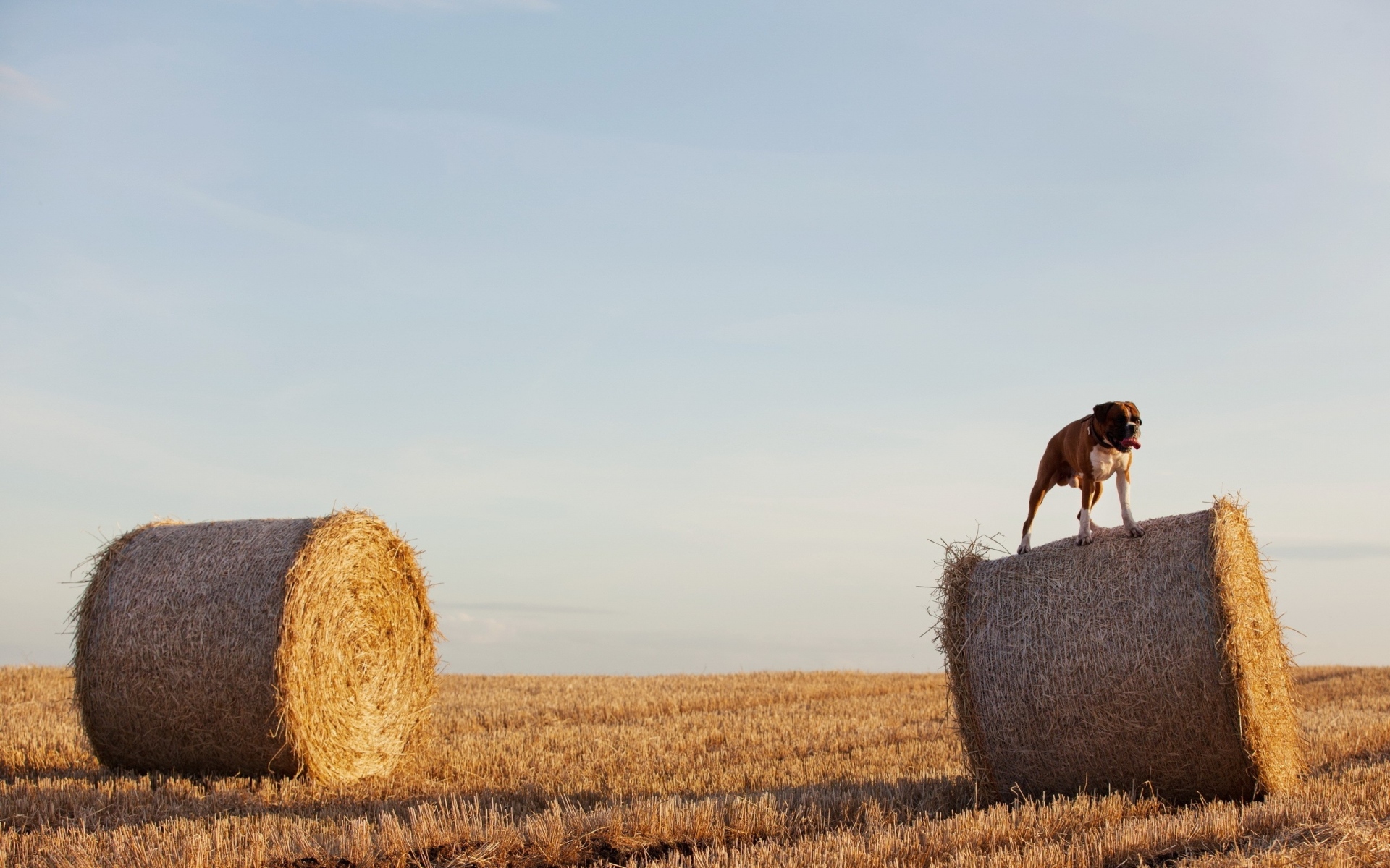 Собака в пшеничном поле