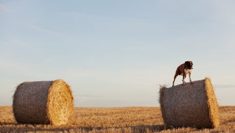 Собака, бульдог, снопы, сено, трава, поле