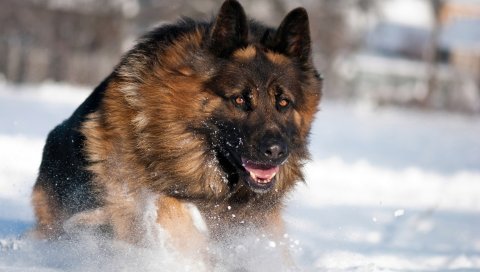 Собака, овец, прыжок, снег