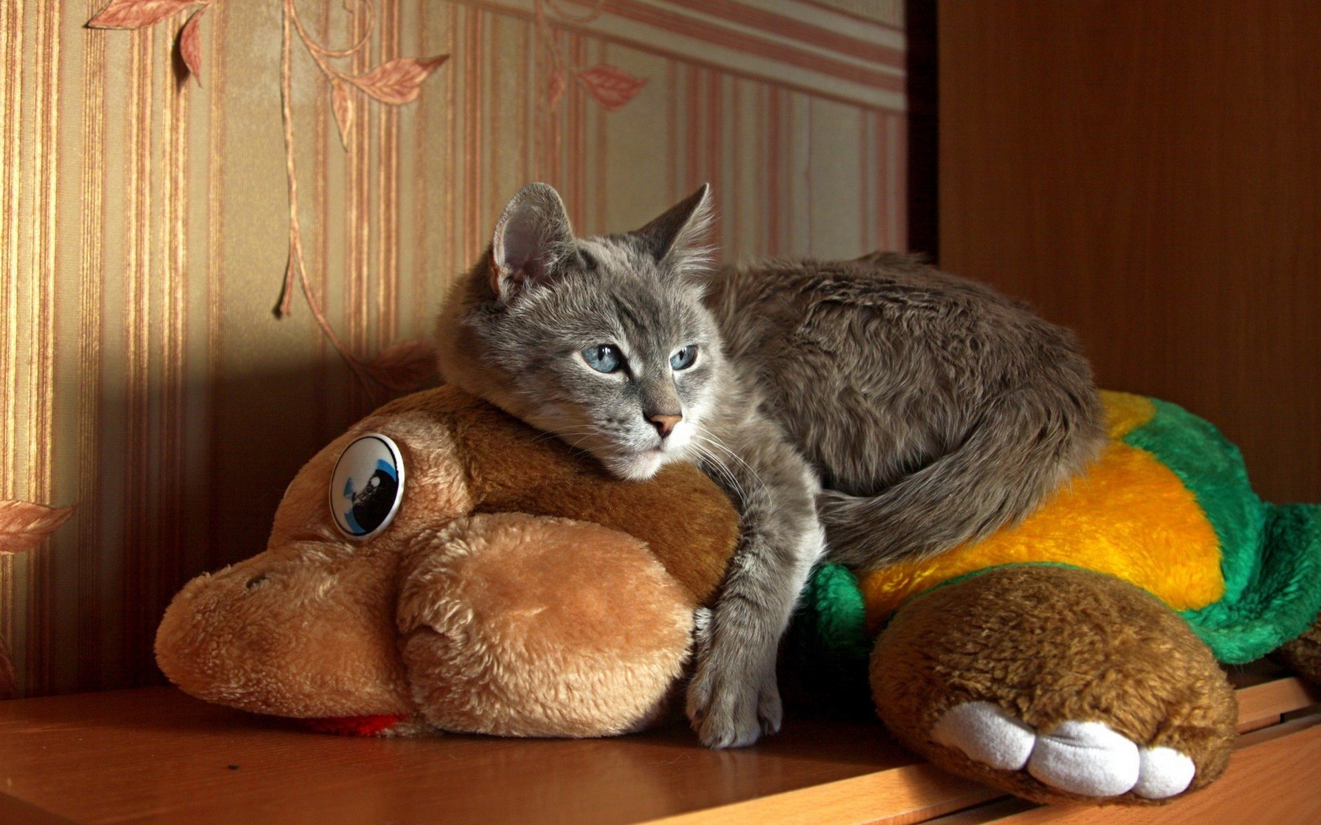 Картинки Кот, лежа, игрушка, полосатый фото и обои на рабочий стол