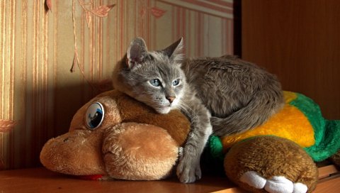 Кот, лежа, игрушка, полосатый