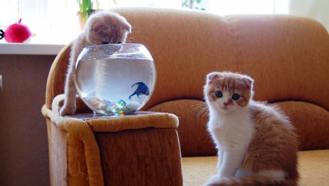 Котята, аквариум, рыба, охота, веселье