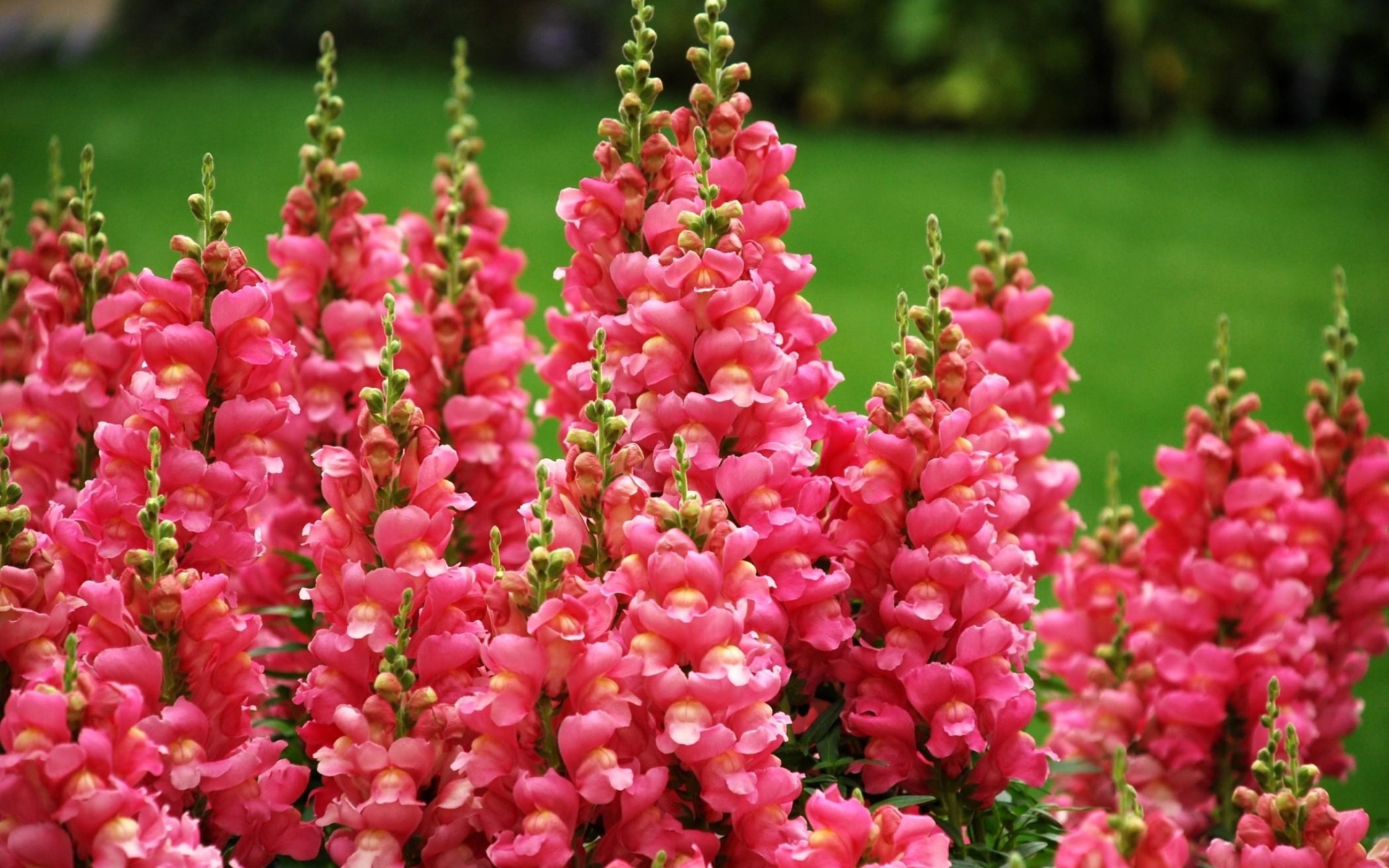 Картинки Snapdragon, цветы, течет, зеленый фото и обои на рабочий стол