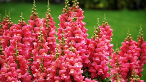 Snapdragon, цветы, течет, зеленый