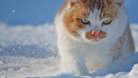 Кошка, лицо, снег, пятнистый, толстый