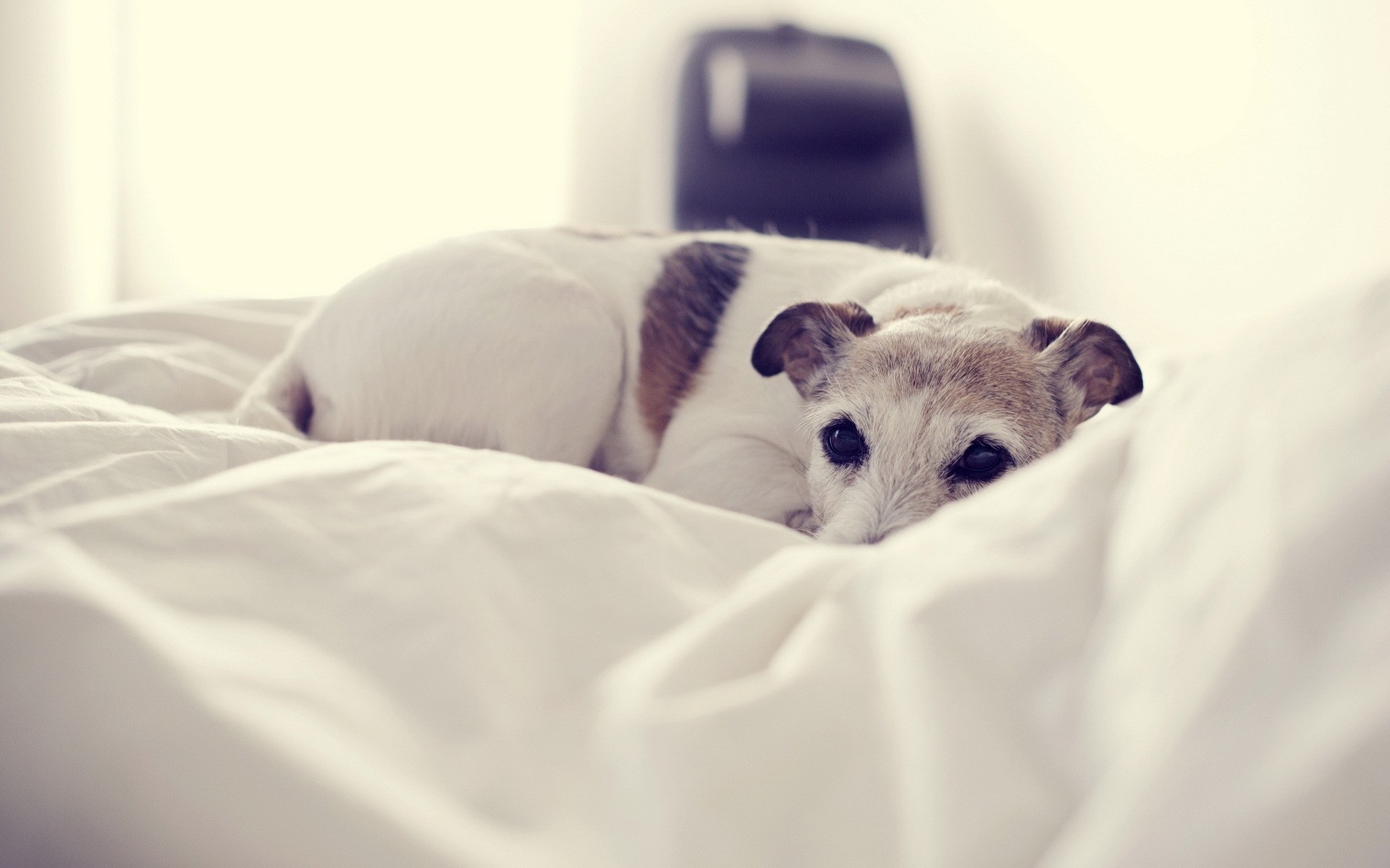 Картинки Собака, лежа, кровать, холод фото и обои на рабочий стол
