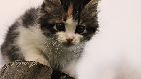 Котенок, пушистый, фанк, ребенок
