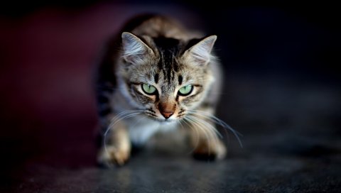 Кошка, морда, агрессия, тень, глаз