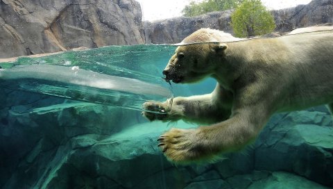 Полярный медведь, подводный, плавание, ребенок