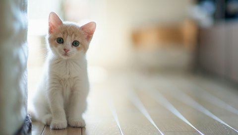 Котенок, ребенок, сидя, свет