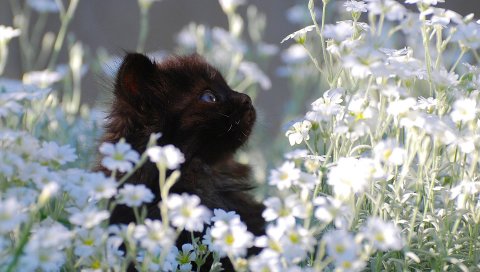 Котенок, трава, цветы, мех