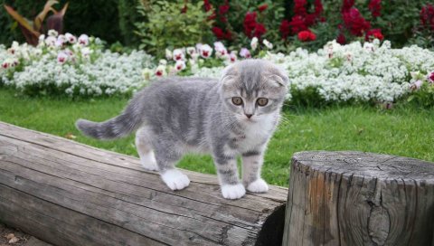 Котенок, маленький, пушистый, трава, цветы, милый