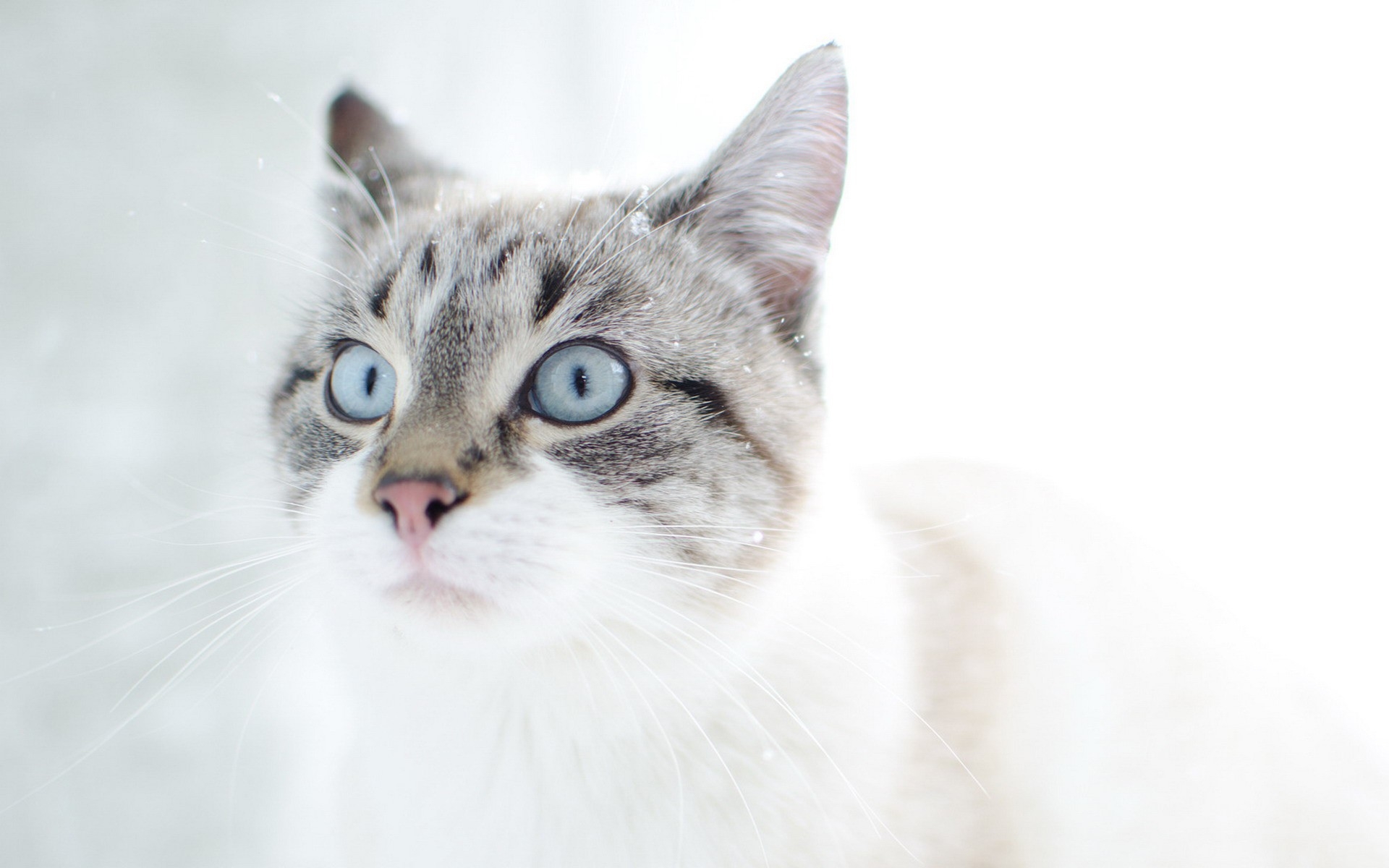 Картинки Кошка, лицо, голубые глаза, удивление фото и обои на рабочий стол