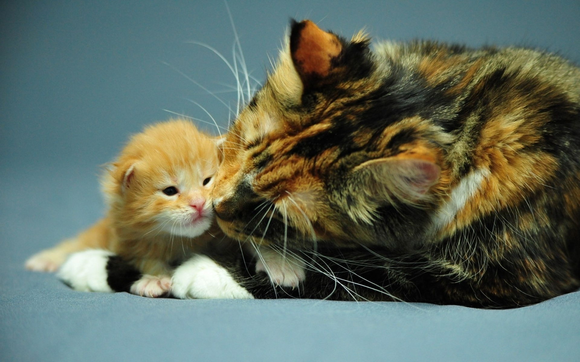 Кошечка с котятами. Трёхцветная кошка. Кошка с котятами. Трехцветная кошка с котятами. Рыжая кошка с котятами.
