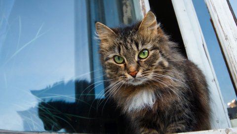 Кошка, лицо, пушистый, подоконник, ожидание
