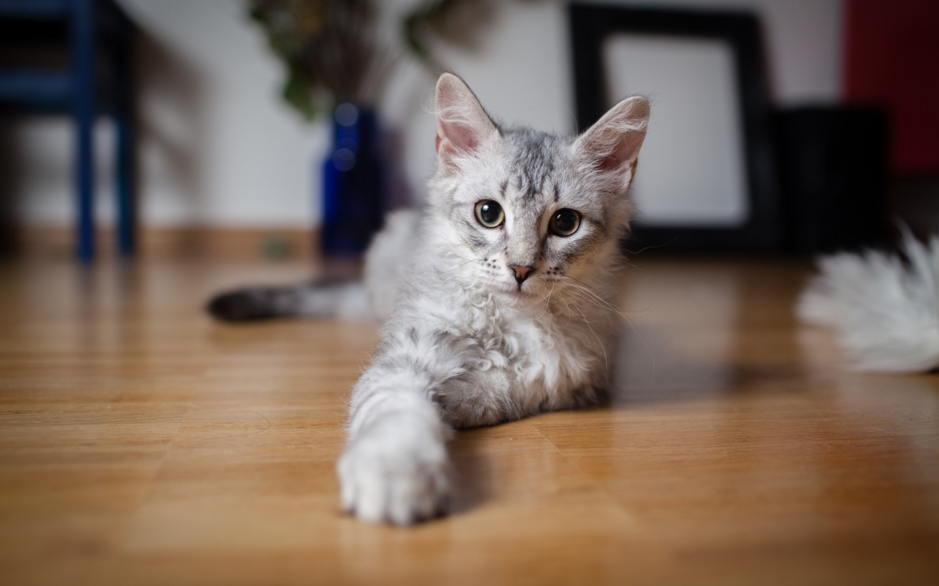 Картинки Котенок, играющий, скажем, полосатый фото и обои на рабочий стол