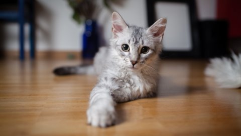 Котенок, играющий, скажем, полосатый