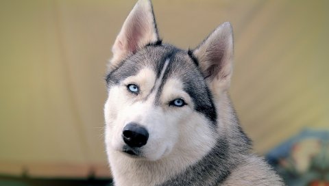 Хриплый, собака, лицо, глаза