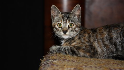 Котенок, табби, глаза, удивление
