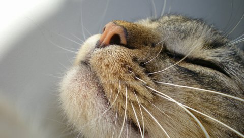 Кошка, морда, нежность, нос, усы