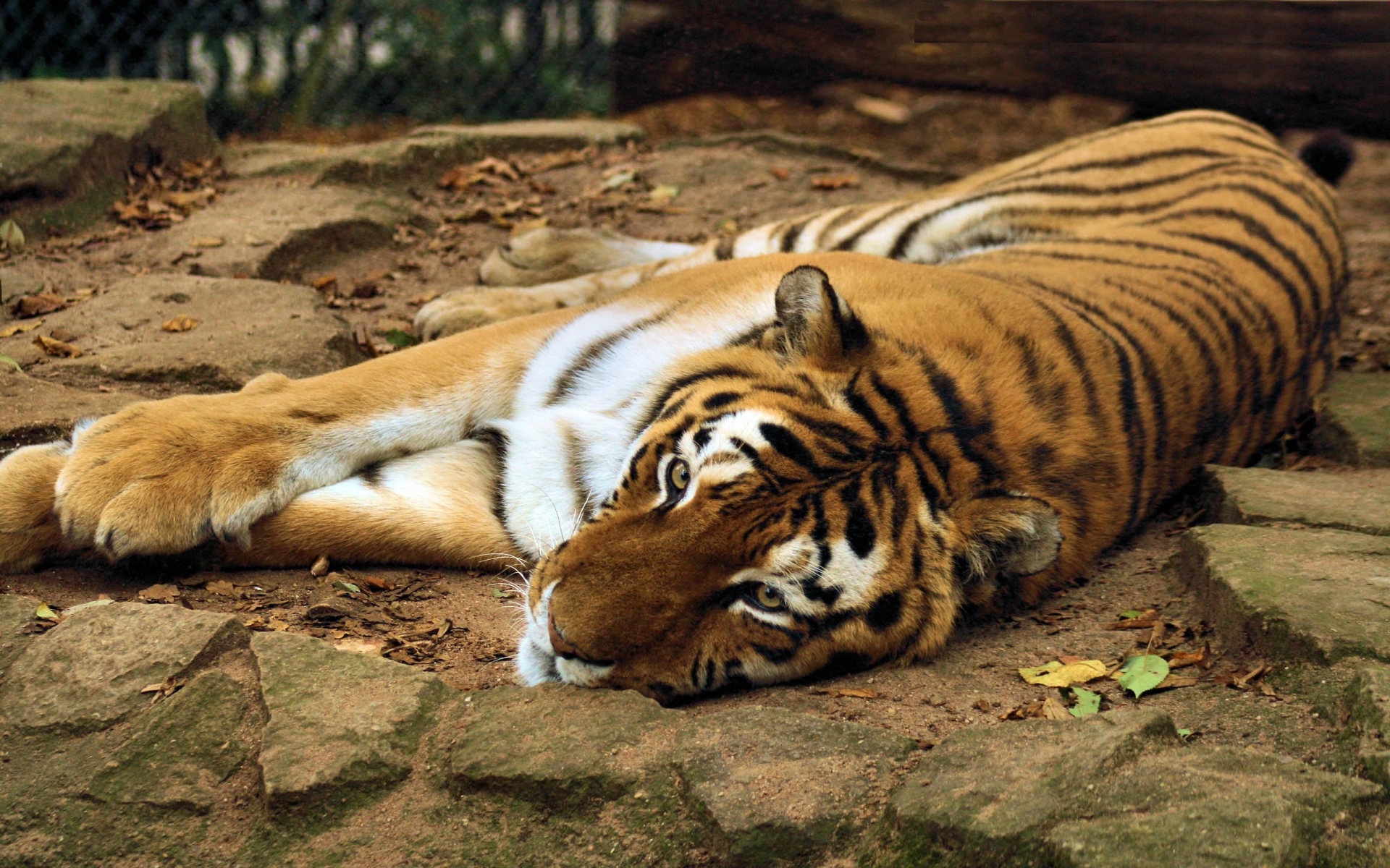 Картинки Тигр, большая кошка, лежа, хищник фото и обои на рабочий стол