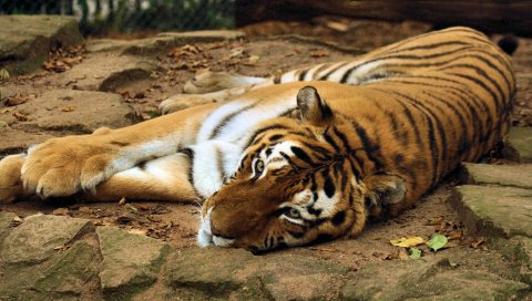 Тигр, большая кошка, лежа, хищник