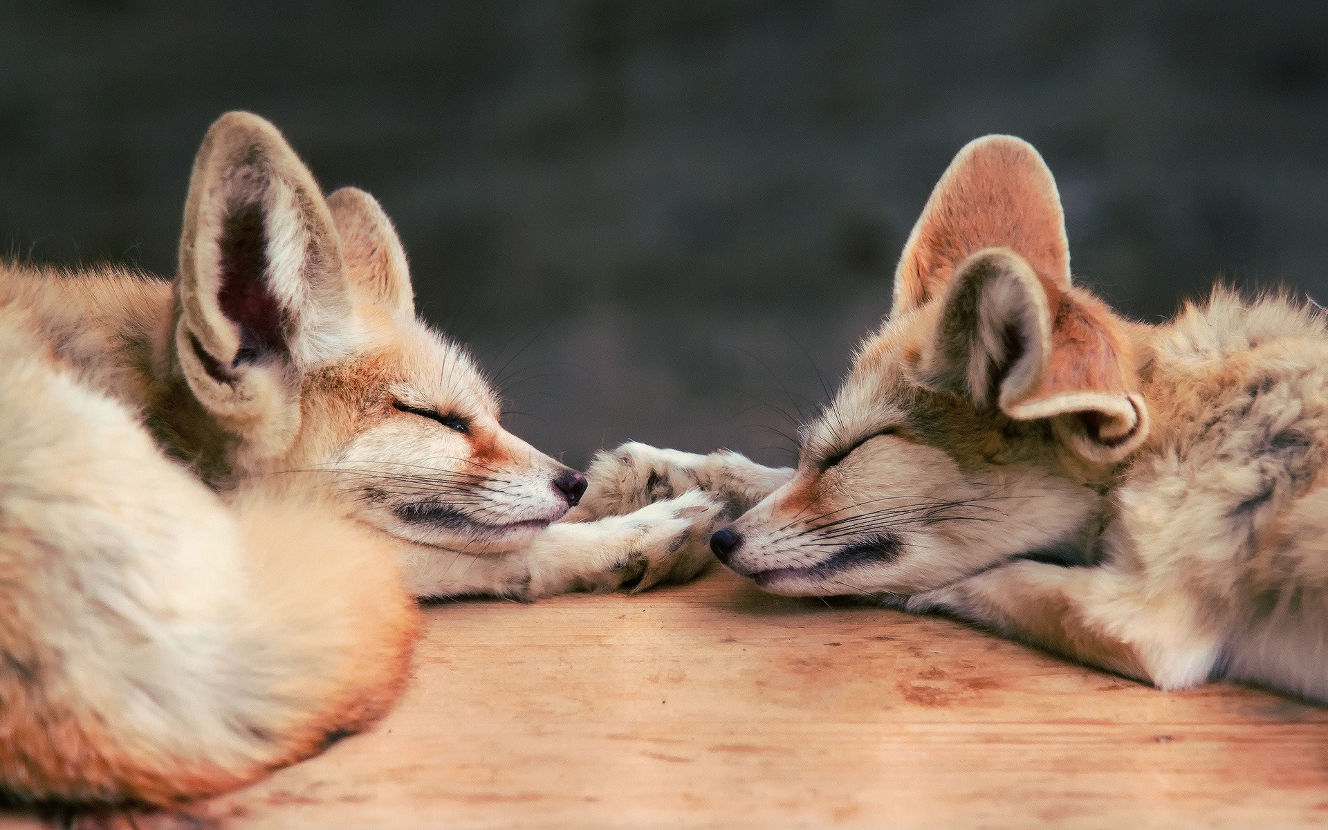 Картинки Fennec лиса, лиса, фото и обои на рабочий стол
