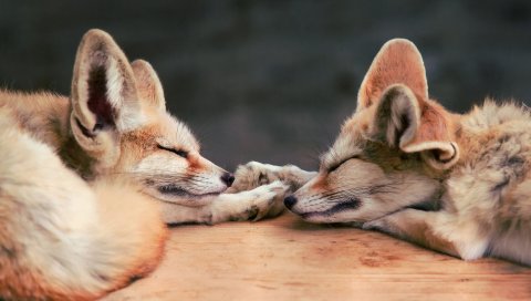 Fennec лиса, лиса,