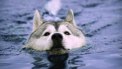 Собака, морда, плавание, мокрая