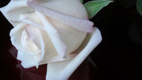 Роза, цветок, бело-белое, кнопка, черный фон, отражение